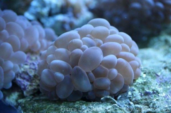 Common bubble coral