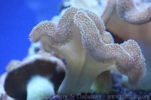 Mushroom leather coral