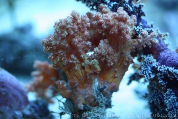 Dendronephthya coral