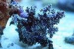 Dendronephthya coral