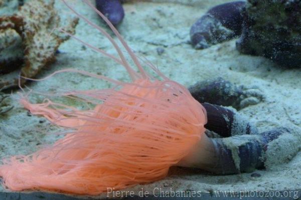 Giant tube anemone