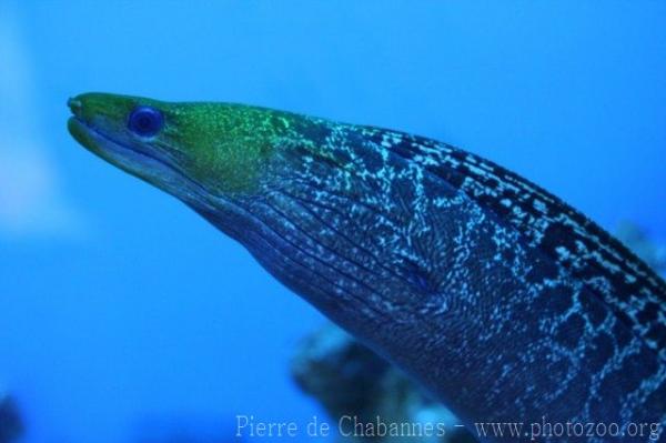 Undulated moray