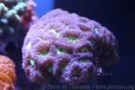 Big polyps blastomussa coral