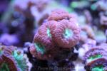 Big polyps blastomussa coral