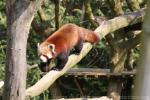 Red panda