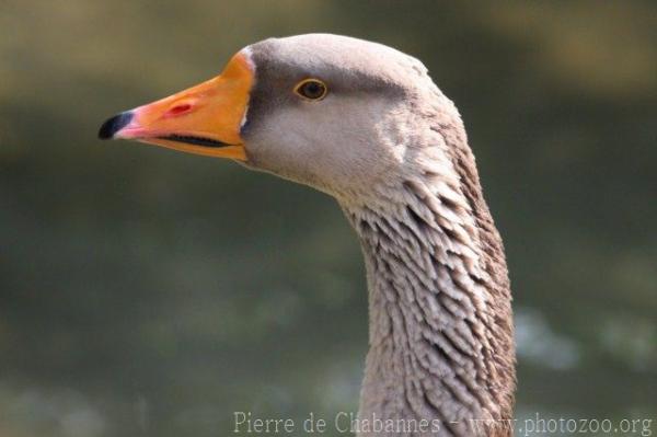 Greylag goose