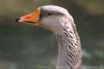 Greylag goose