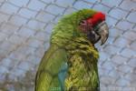 Great green macaw