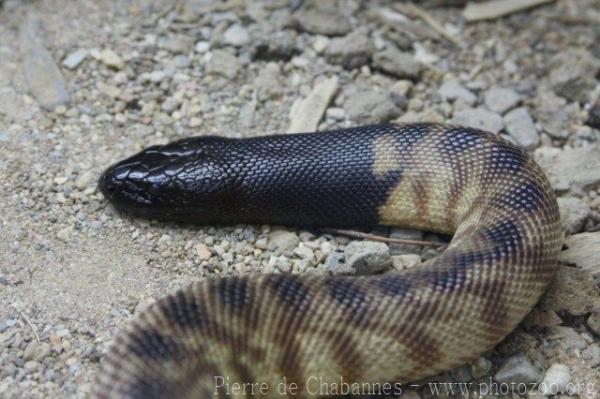 Black-headed python