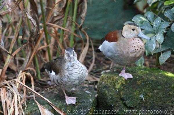 Ringed teal