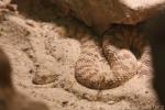 Arabian horned viper *