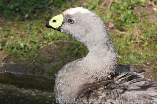 Cape Barren goose