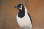 White-tailed jay