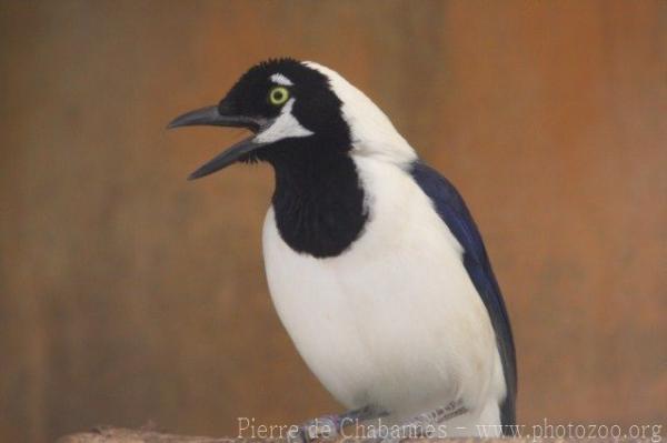 White-tailed jay