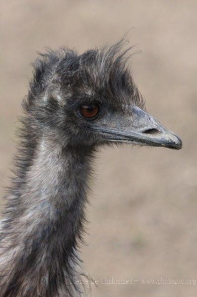 Common emu