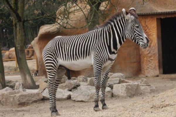 Grévy's zebra