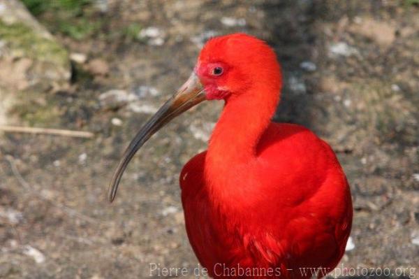 Scarlet ibis