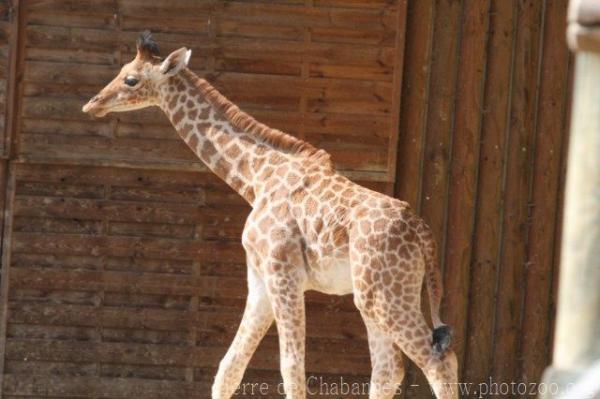 Kordofan giraffe