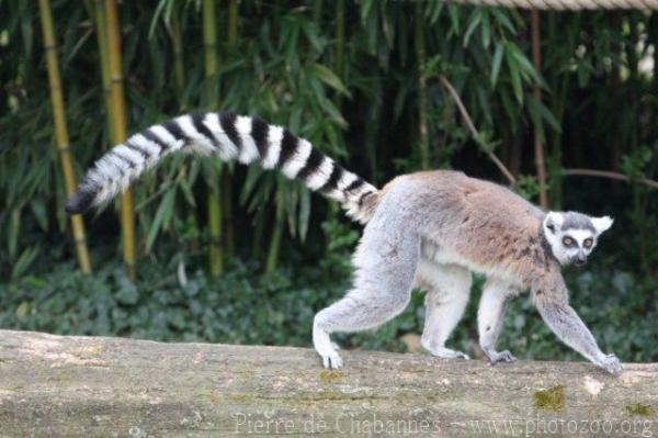 Ring-tailed lemur