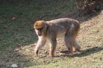 Barbary macaque