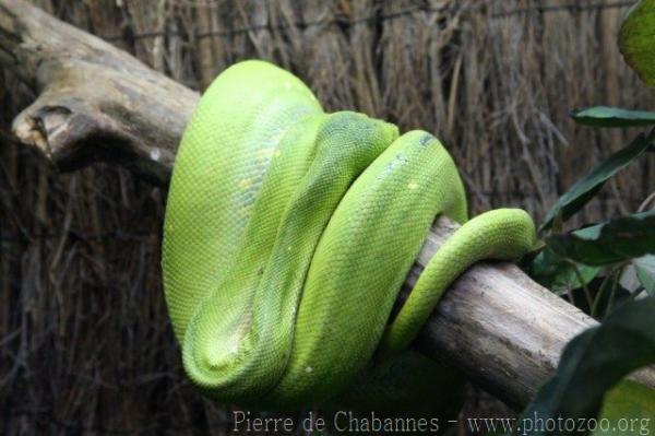 Green tree python