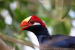 Violet turaco