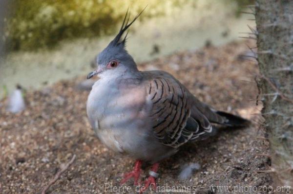 Crested pigeon