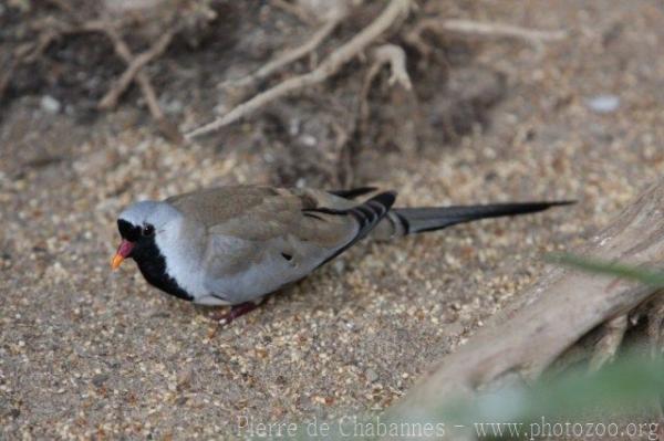 Namaqua dove