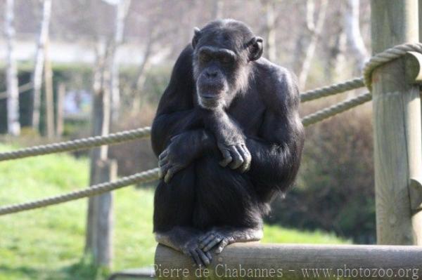 Common chimpanzee