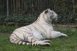 White tiger