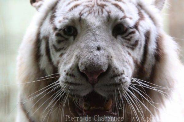 White tiger