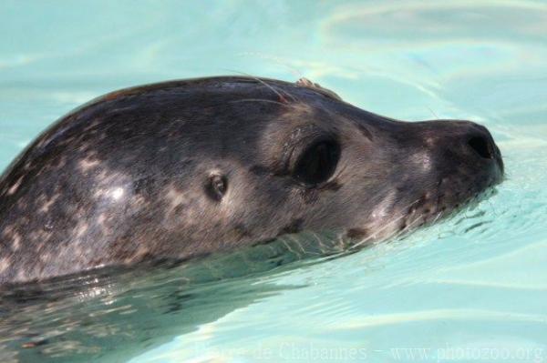 Common harbor seal