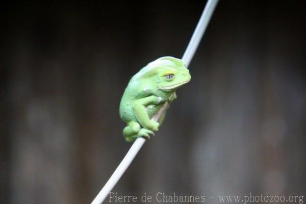 Waxy monkey leaf frog