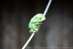 Waxy monkey leaf frog