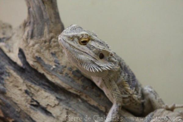 Bearded dragon