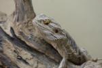 Bearded dragon