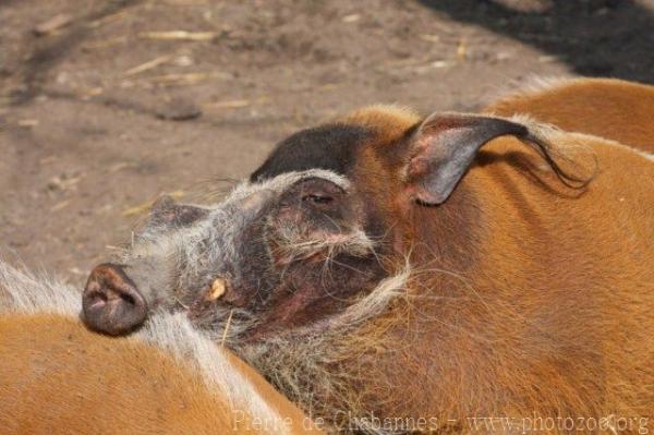 Red river hog