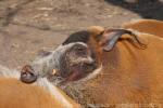 Red river hog