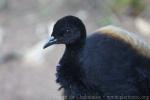 Grey-winged trumpeter