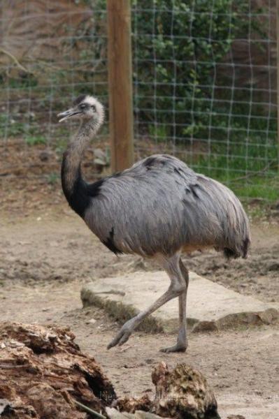 Greater rhea