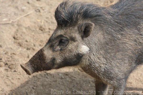 Visayan warty pig