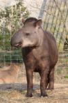 Lowland tapir