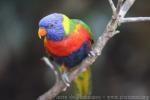 Rainbow lory