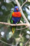 Rainbow lory