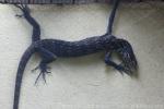 Blue tree monitor