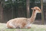 Vicuna