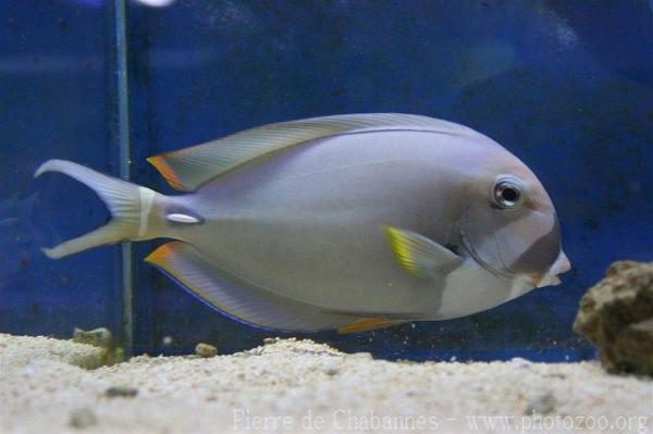 Palelipped surgeonfish