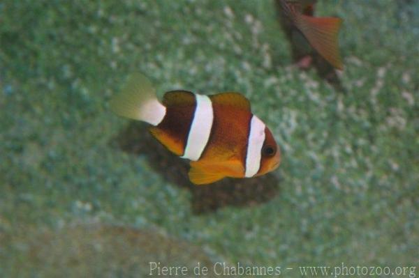 Yellowtail clownfish