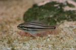 Doederlein's cardinalfish