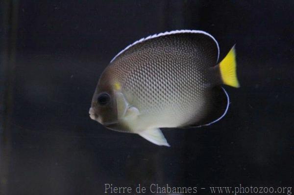 Yellowtail angelfish